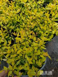 高度20厘米六道木