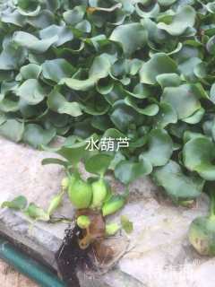 高度15厘米水葫芦