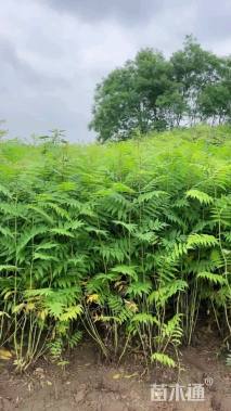 高度100厘米珍珠梅