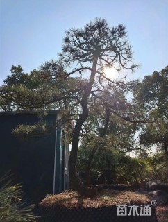 高度300厘米马尾松