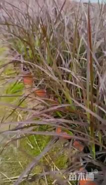 高度50厘米紫叶狼尾草