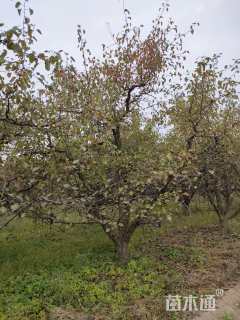18公分梨树