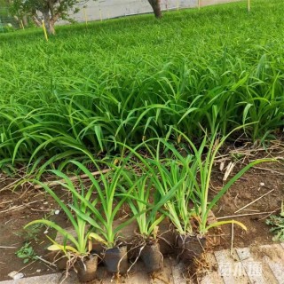 高度22厘米大花萱草