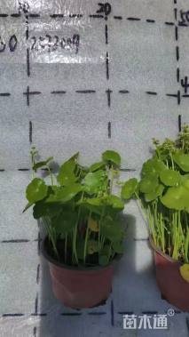 高度5厘米铜钱草