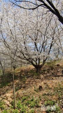 25公分染井吉野樱