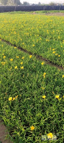 高度1厘米金娃娃萱草