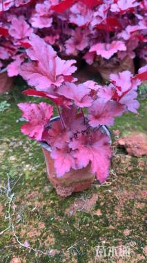 高度30厘米矾根