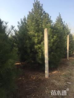 高度4厘米白皮松