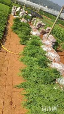 高度170厘米塔柏