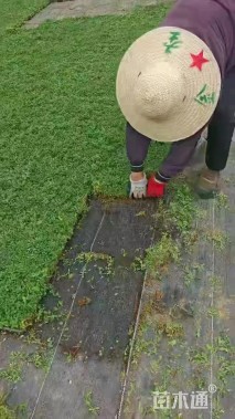 高度2厘米姬岩垂草