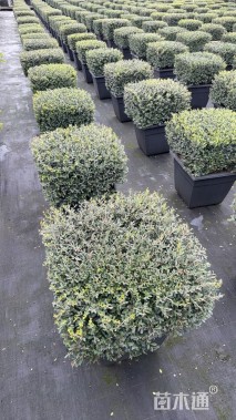 高度30厘米冬青先令球