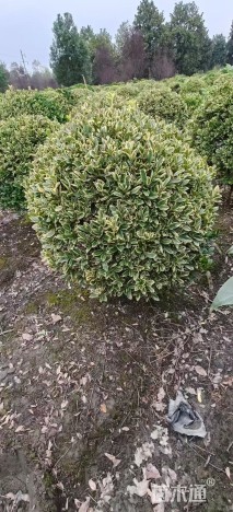 冠幅80厘米金边黄杨球