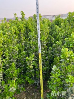 高度160厘米北海道黄杨