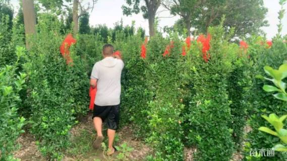 高度120厘米大叶黄杨柱