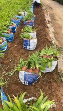 高度30厘米鸢尾