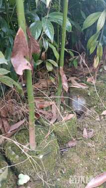 高度80厘米金丝楠木小苗