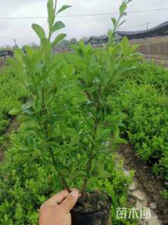高度50厘米大叶黄杨