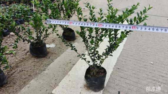 高度30厘米龟甲冬青小苗