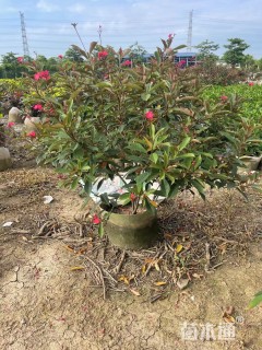 高度100厘米琴叶珊瑚