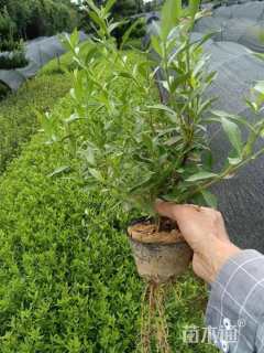 高度30厘米小叶栀子