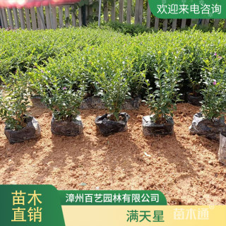 高度30厘米满天星