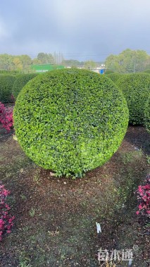 冠幅80厘米小叶女贞球