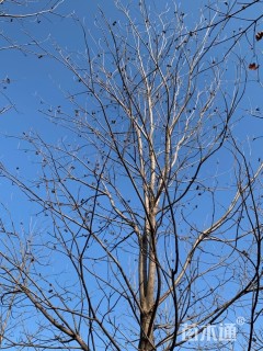 20公分薄壳山核桃