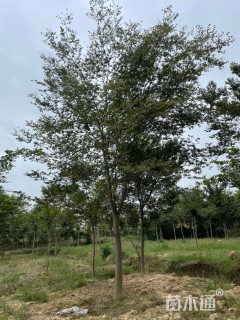 3公分朴树