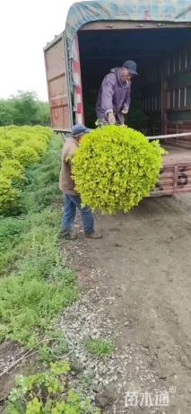 冠幅80厘米金叶女贞球