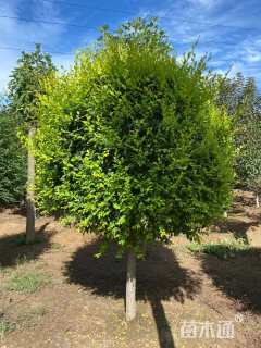 冠幅120厘米金叶榆球