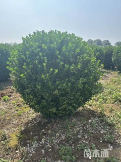 冠幅180厘米大叶黄杨球