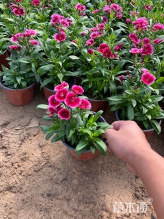 高度17厘米石竹