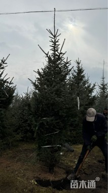 高度200厘米青海云杉