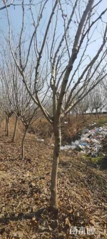 高度250厘米紫荆