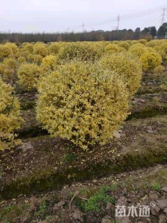 高度120厘米金姬小蜡