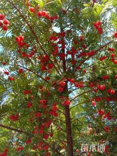 6公分南方红豆杉