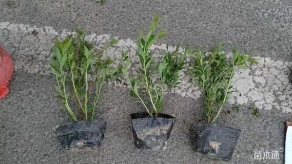 高度25厘米粉花绣线菊