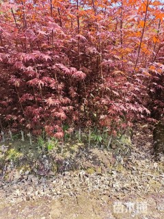 高度150厘米红枫小苗