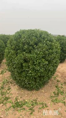冠幅171厘米大叶黄杨球
