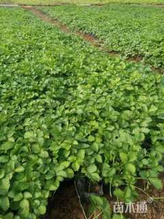 高度20厘米蛇莓