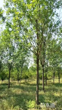 10公分速生白蜡