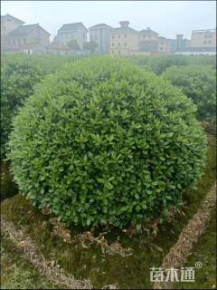 冠幅150厘米海桐球