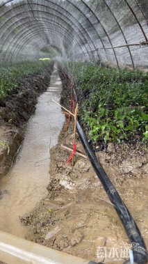 0.5公分大叶女贞