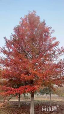 15公分速生红栎