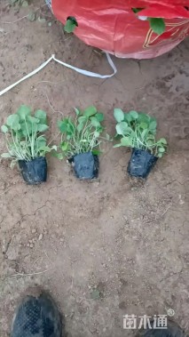 高度15厘米二月兰