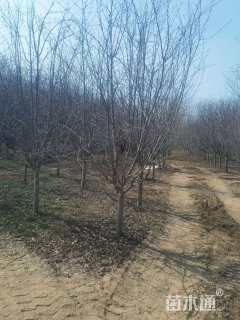 10公分北美海棠