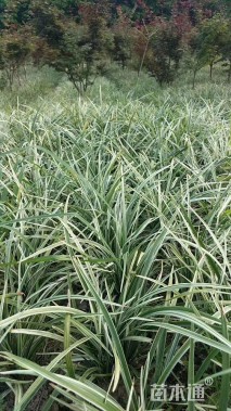 高度25厘米阔叶麦冬草