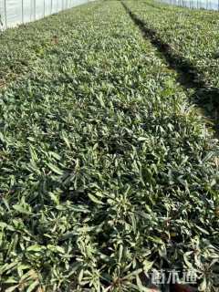 高度10厘米千鸟花