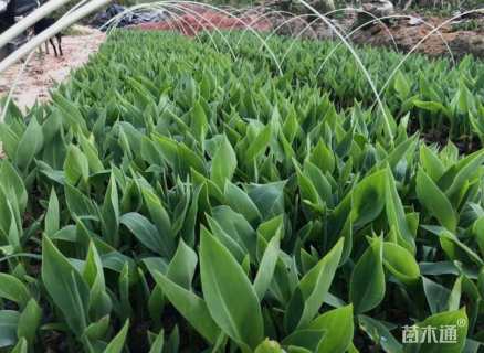 高度10厘米美人蕉