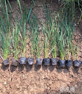 高度40厘米拂子茅